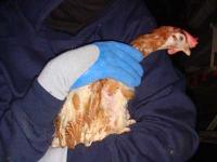 Oktober 2011: Hühnerbefreiung in Holland