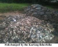 Fish dumped by the Kartong fisherfolks