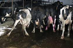 Milchindustrie produziert Tierleid!
