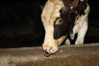 Milchindustrie produziert Tierleid!