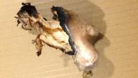 Die Überreste des aus einer PET-Flasche gebastelten Brandsatzes. Quelle BZ
