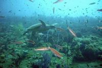 Great Barrier Reef in great danger