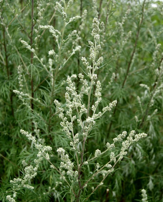 Artemisia vulgaris