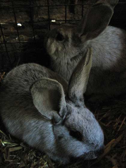 Animal Liberation Front: Tierbefreiung in Schweden! 4