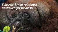 Rainforest Rescue