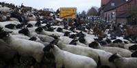 Schafe und Ziegen gegen Castor