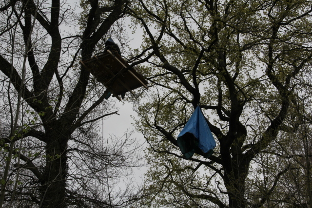 In den Bäumen im Hambacher Forst