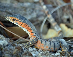 Rosenberg's goanna (Varanus rosenbergi)