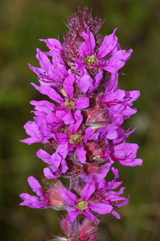 Lythrum salicaria