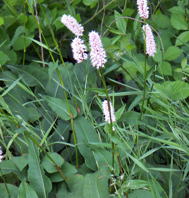 Persicaria bistorta