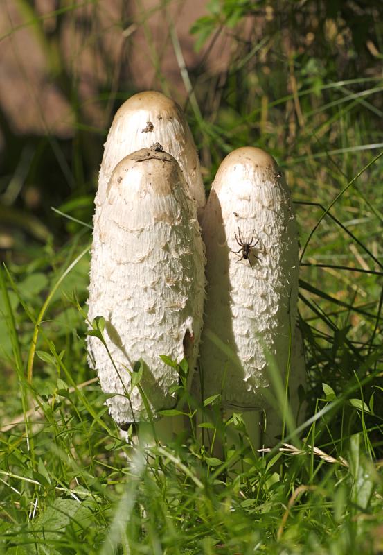 Coprinus comatus