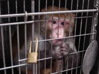 Air France und Tierversuche stoppen!