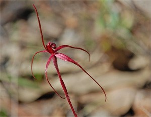 Crimson spider orchid (Caladenia concolor)