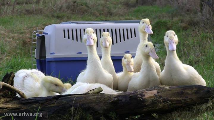 Tierbefreiung in Hessen 12