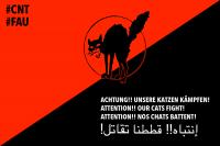 "Unsere Katzen kämpfen!"
