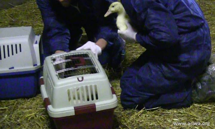 Tierbefreiung in Hessen 1