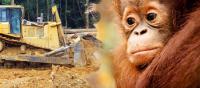 Borneo: axing a national park for palm oil