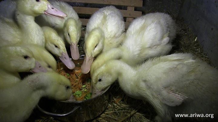 Tierbefreiung in Hessen 6