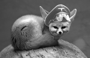 wuestenfuchs