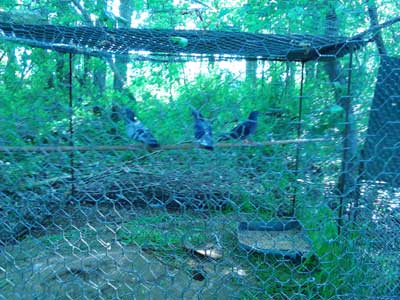 "Jusqu'à ce que chaque cage soit vide."