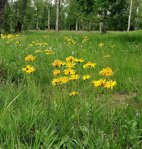 Arnica montana