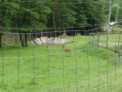 Tierbefreiung die 2.