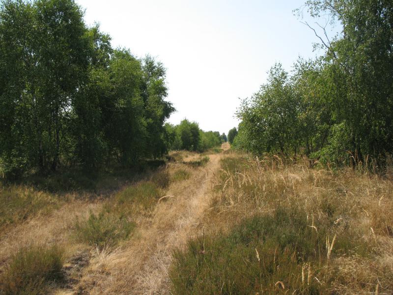 Feldweg parallel zum 'Schotterweg'