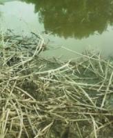 A polluted mangrove swamp
