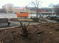 Baumfällarbeiten 12. April 2013, Eichplatz Jena