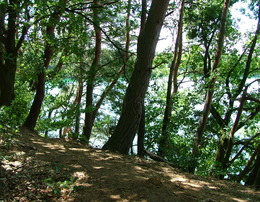Mönchswaldsee Ufer 2008