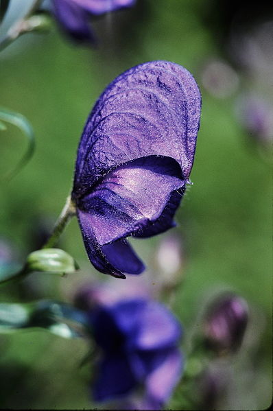 Aconitum napellus