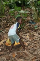 Kakaoanbau und -ernte: Kinder bei der harten Arbeit