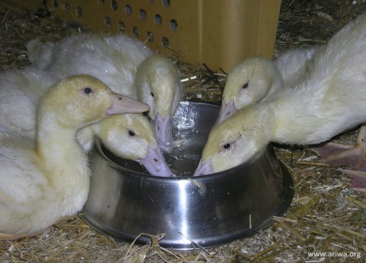 Tierbefreiung in Hessen 5