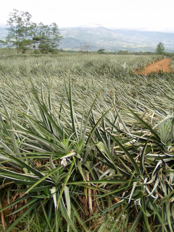 Plantacion de Piña