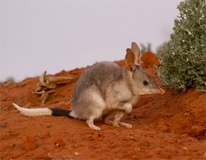 Bilby (Macrotis lagotis)