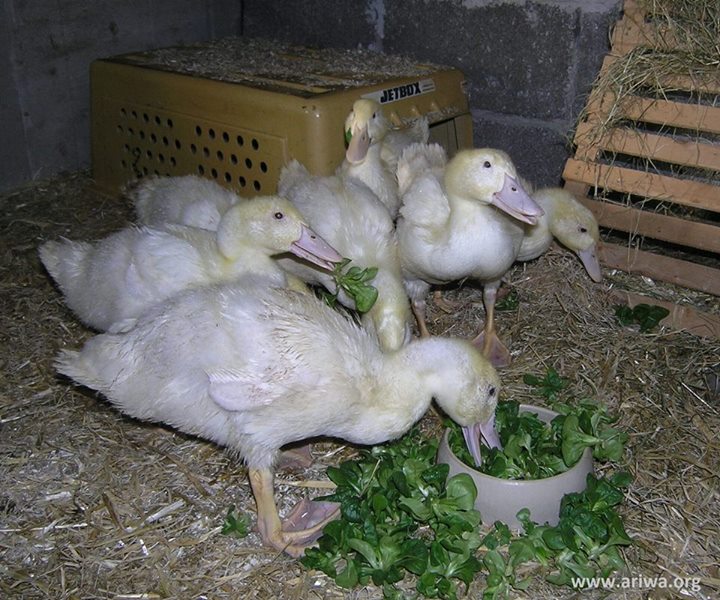 Tierbefreiung in Hessen 7