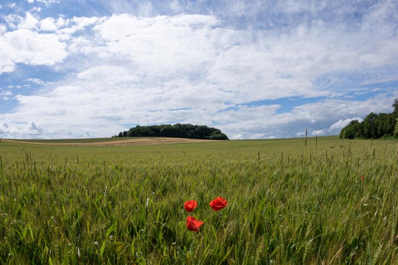 Dort wo zwischen Grabkreuzen Mohnblumen blüh'n