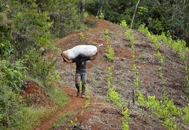 Kokaplantage in Cauca